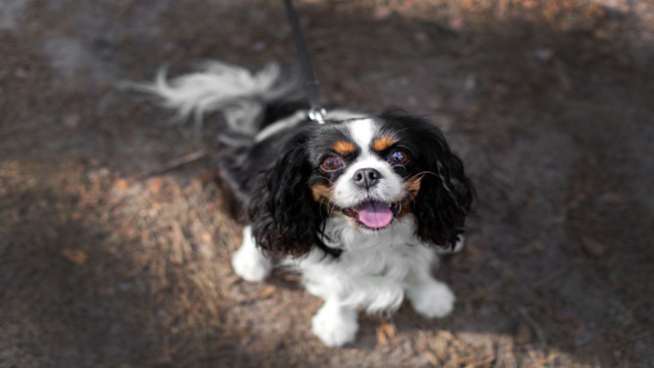 Volete adottare il vostro primo cane, Cavalier King Charles Spaniel (pixabay)