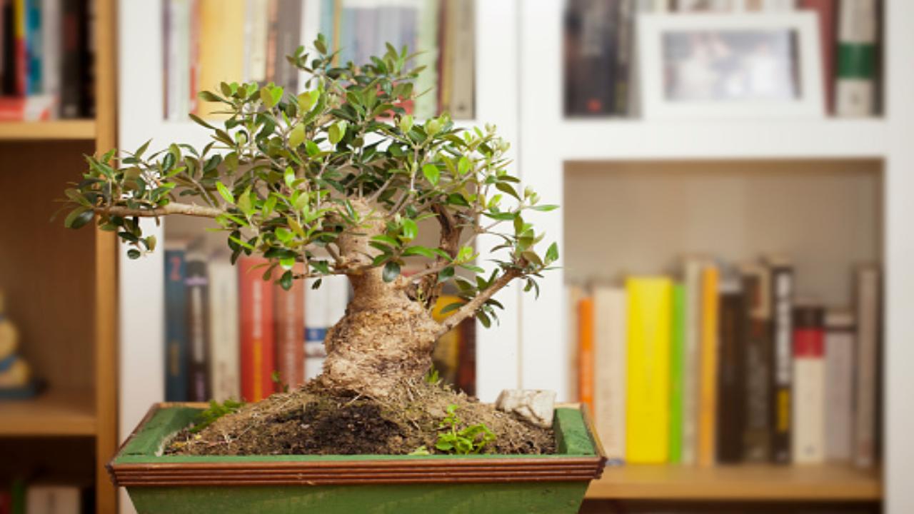 il bonsai, l'albero coltivato in vaso (pixabay)