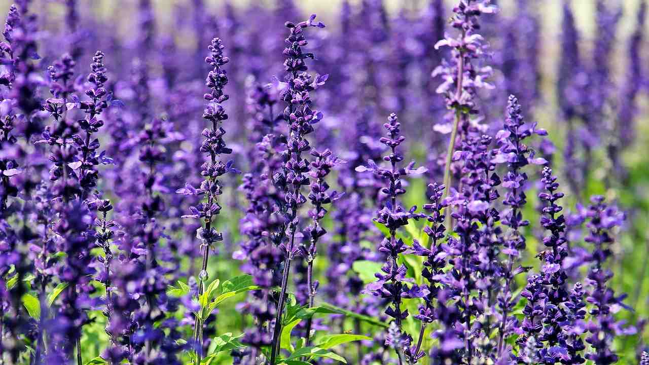 Lavanda proprietà segrete