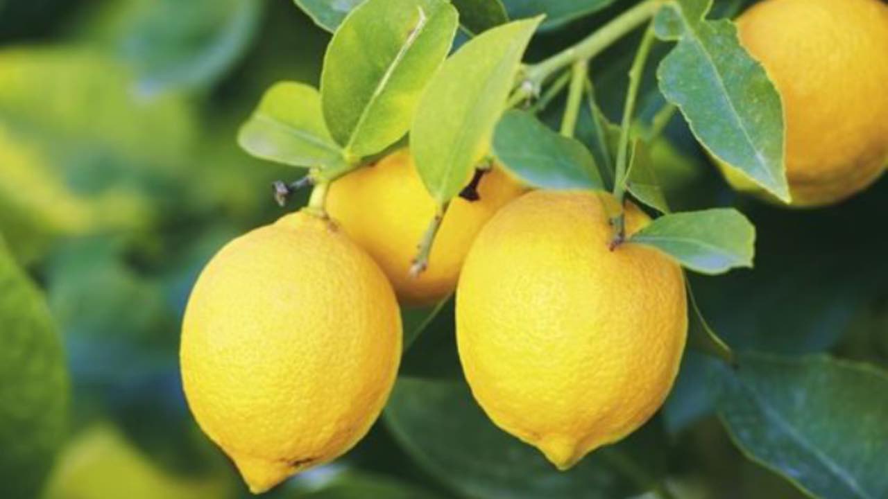 limoni