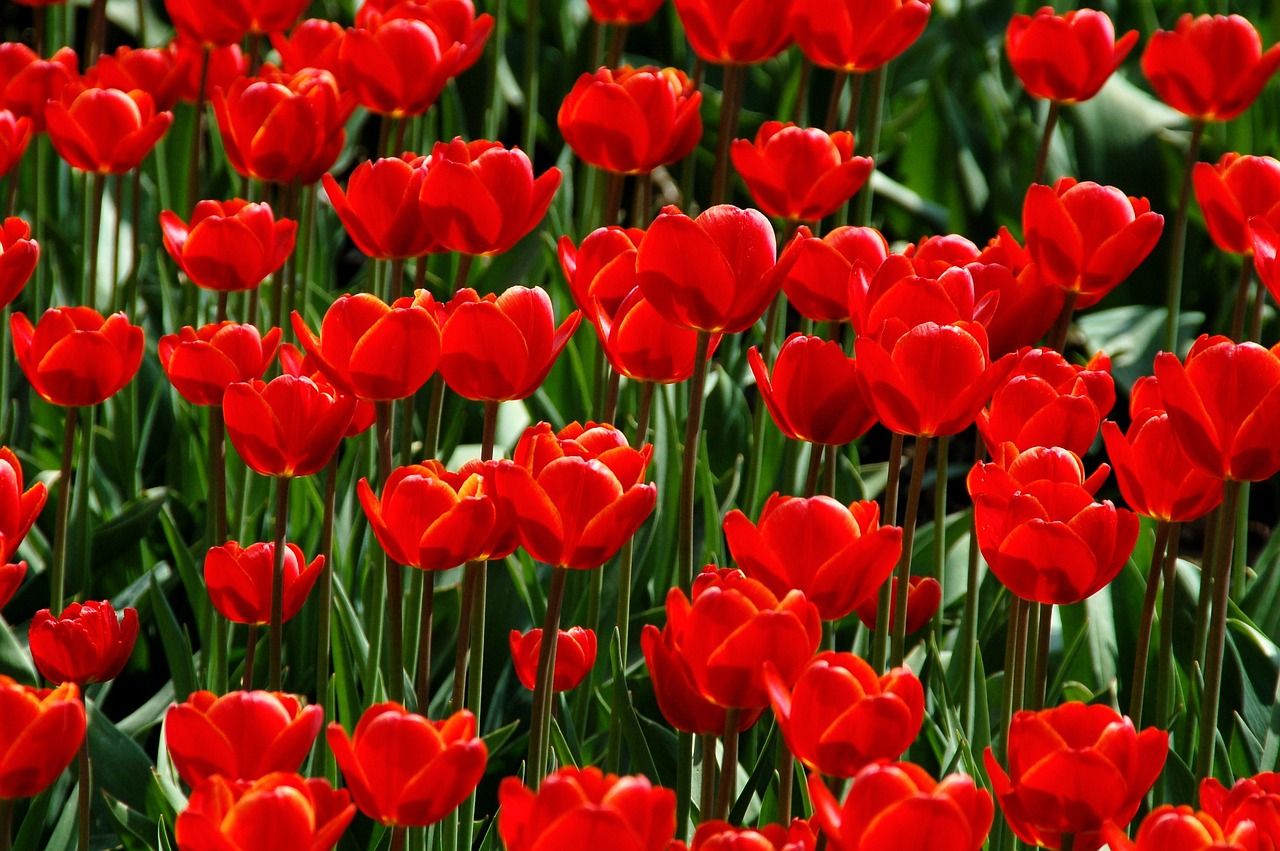 Fiori da piantare, tulipano rosso (Pixabay)