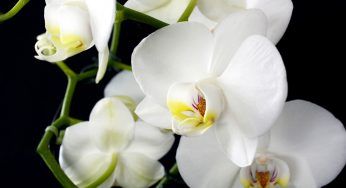 Orchidea con radici secche e bianche. Devi agire subito, la situazione è grave