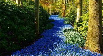 Olanda, lo spettacolo del Parco Keukenhof. Perché dovresti andarci?