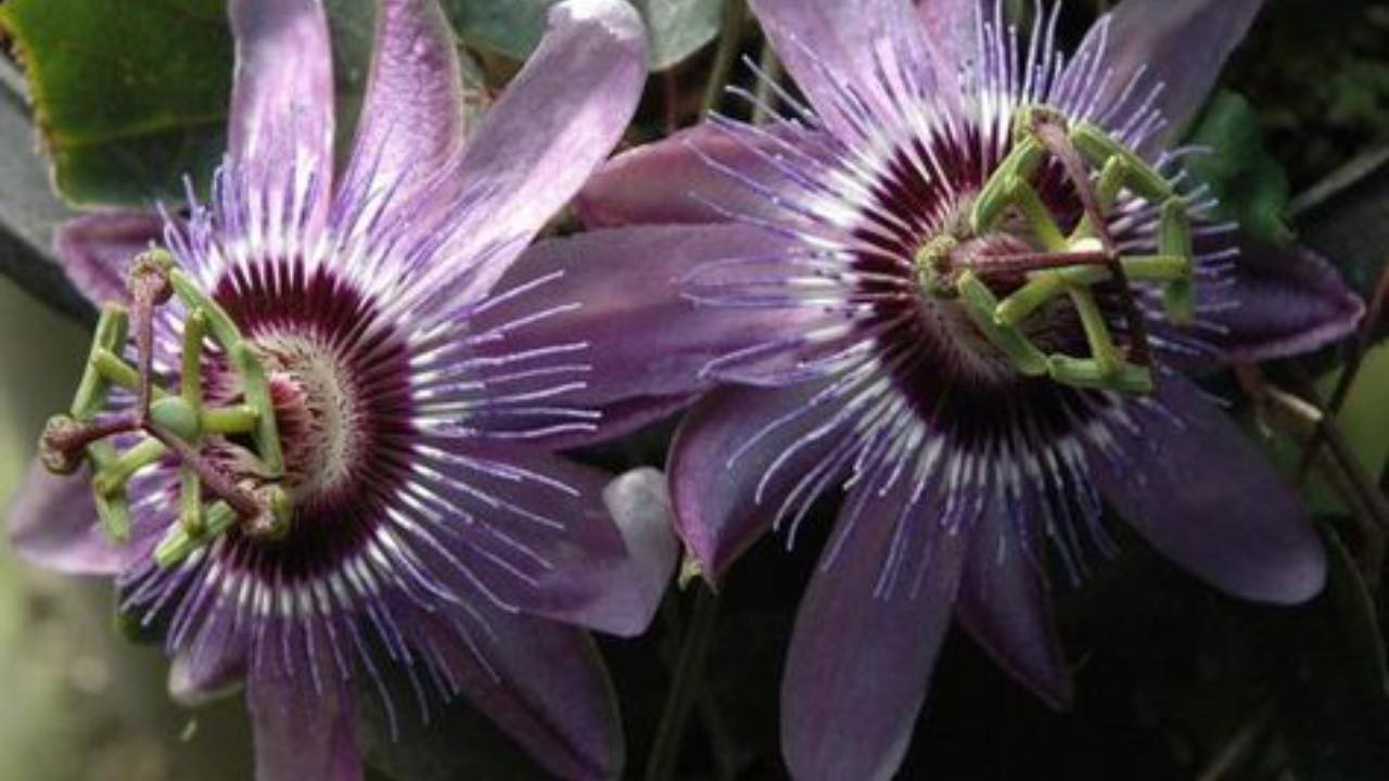 PASSIFLORA