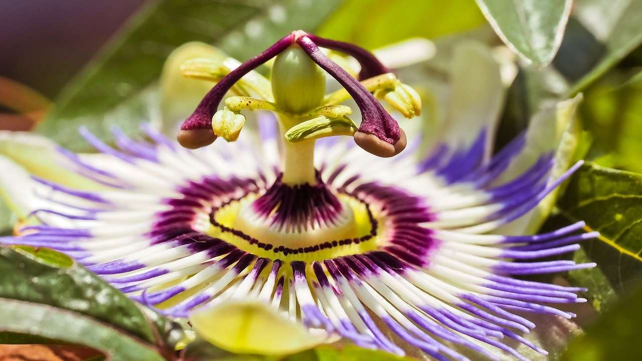 Passiflora