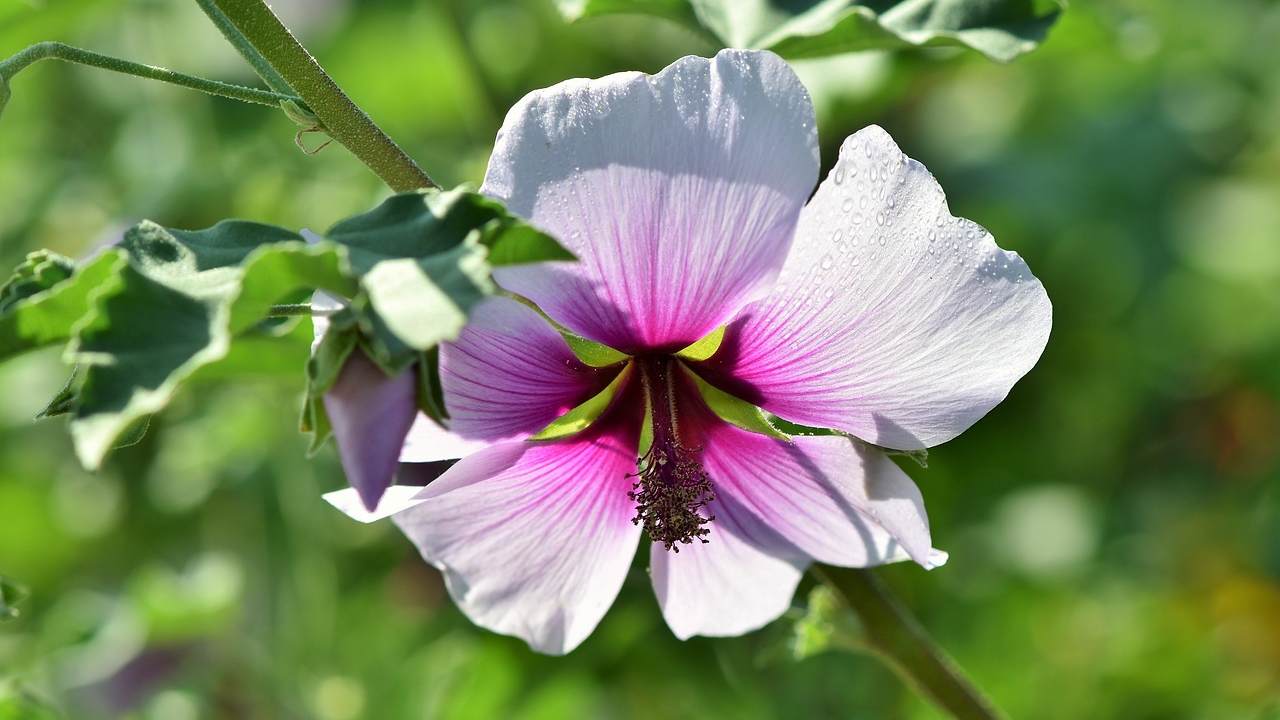 Malva, perchè è preziosa