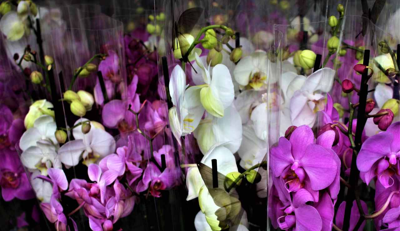 significato colori orchidea