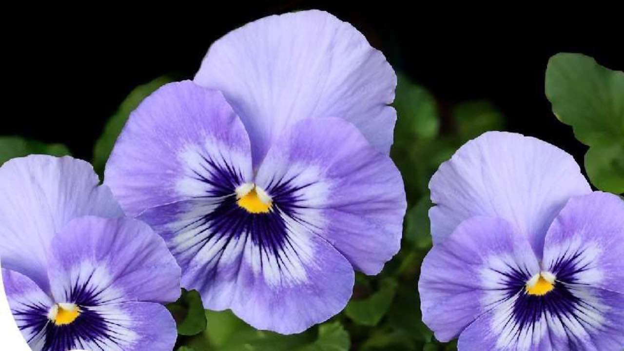 viola del pensiero