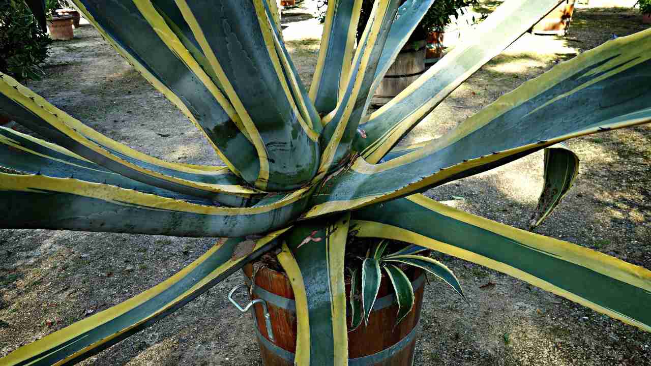 Agave americana