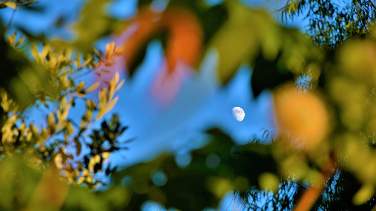 Luna tra gli alberi