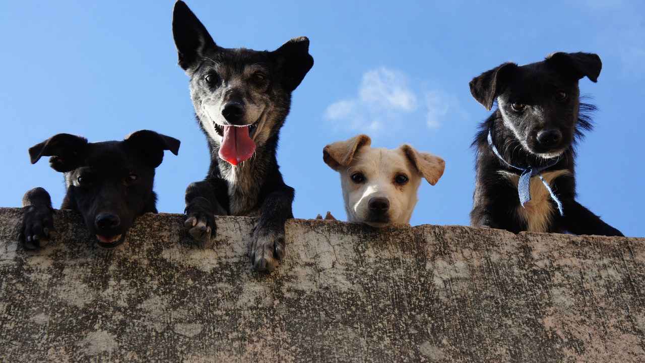 Traffico di cuccioli