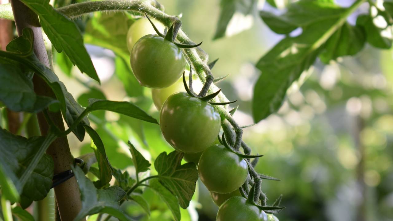 Coltivare pomodoro in casa con uova