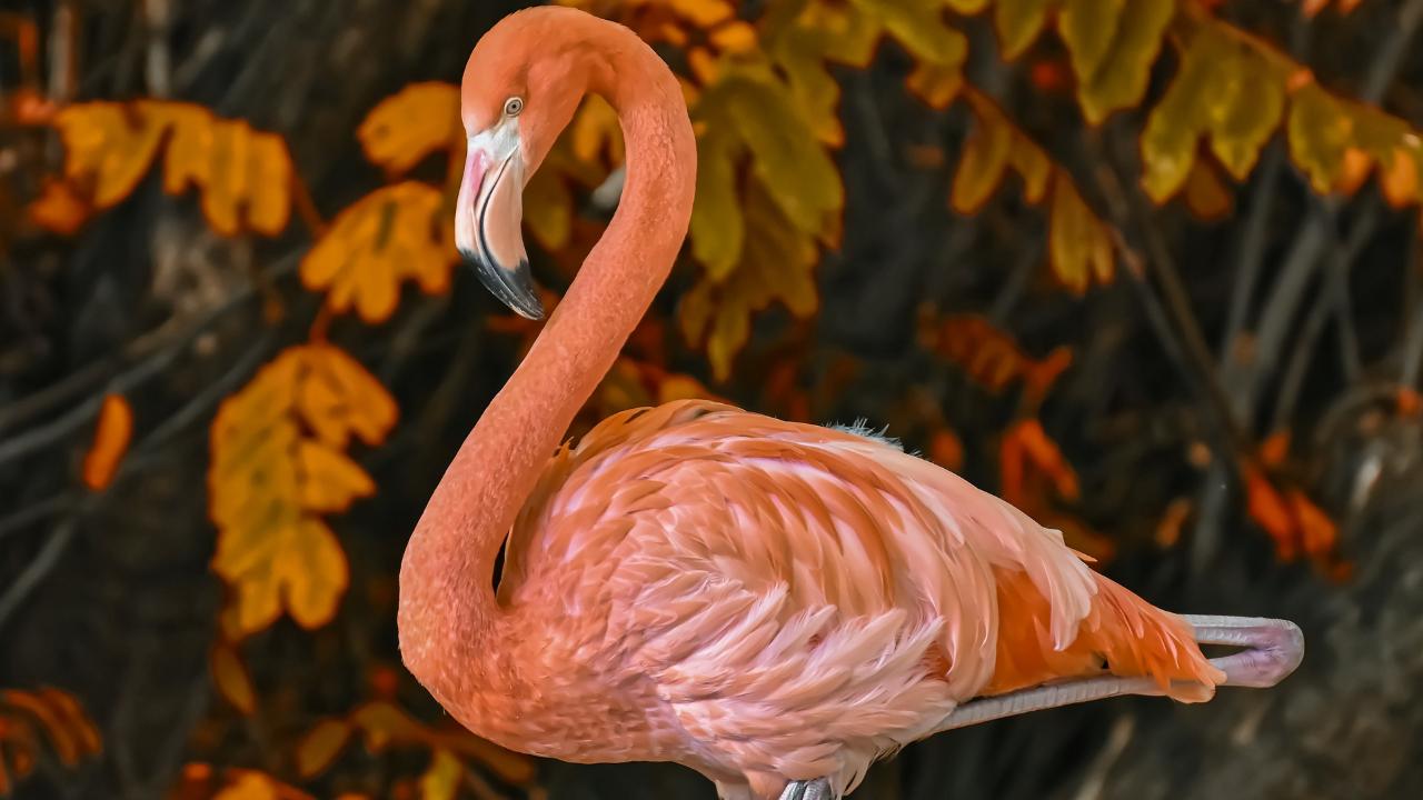 Fenicottero rosa