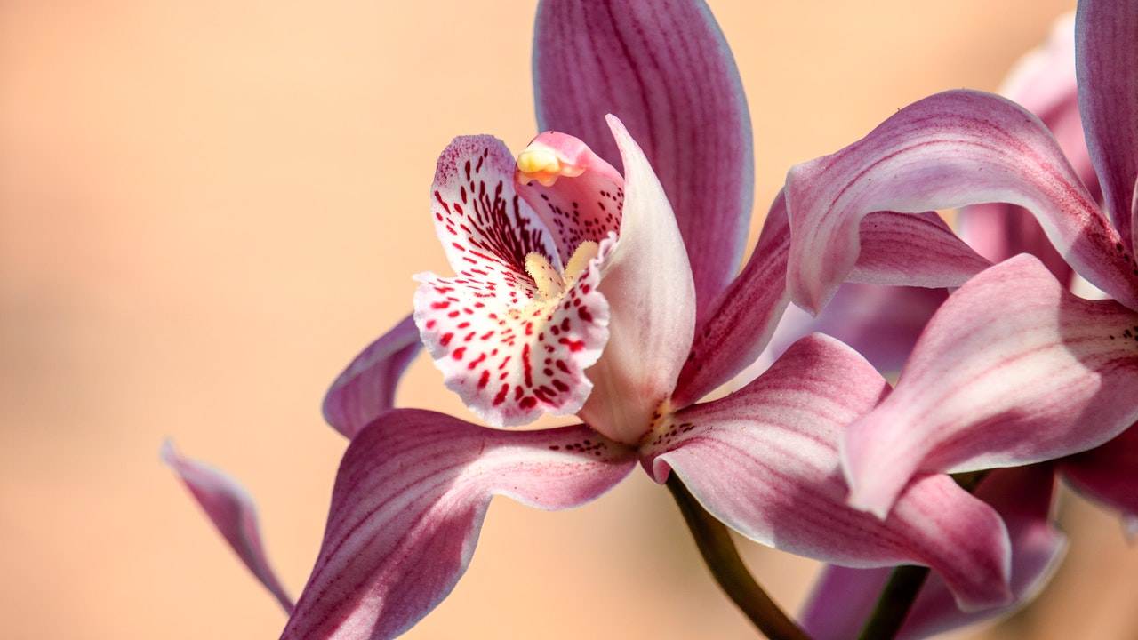 Orchidea rosa