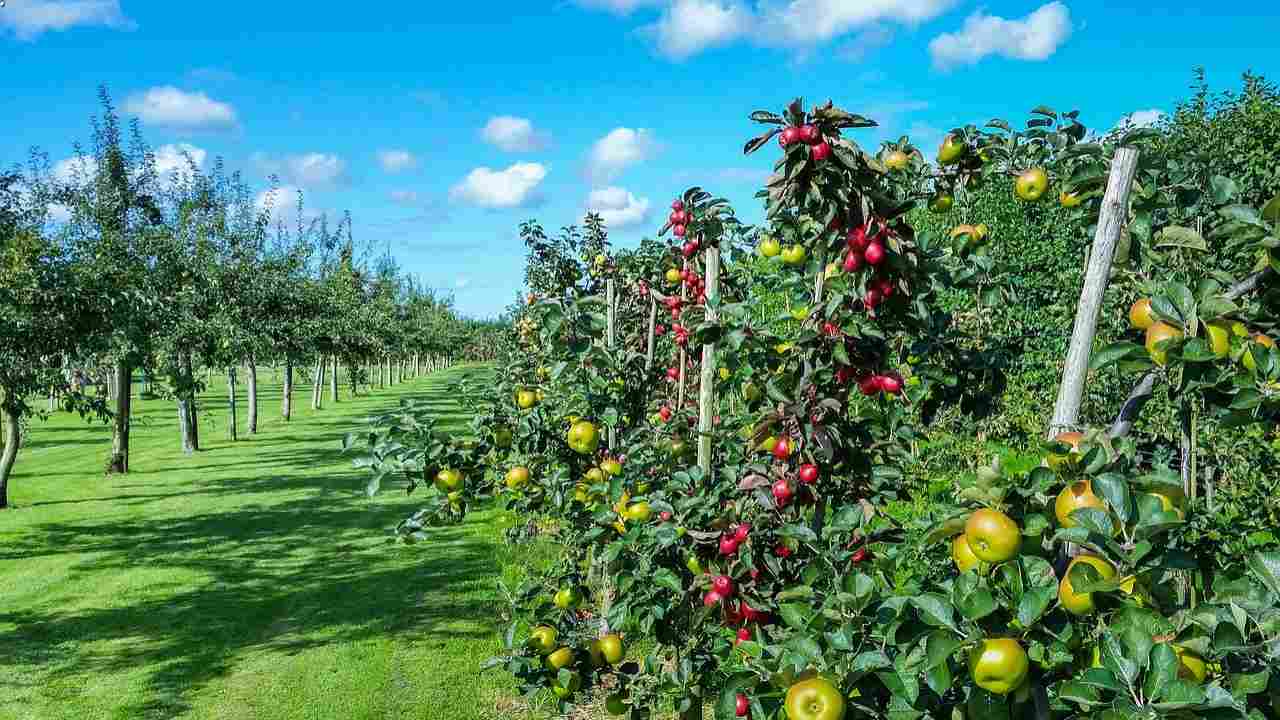 frutteto marzo concimazione potatura