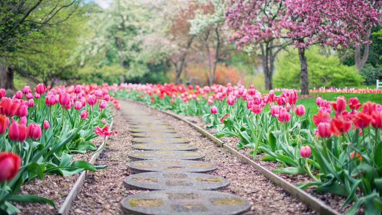 Giardino con tulipani