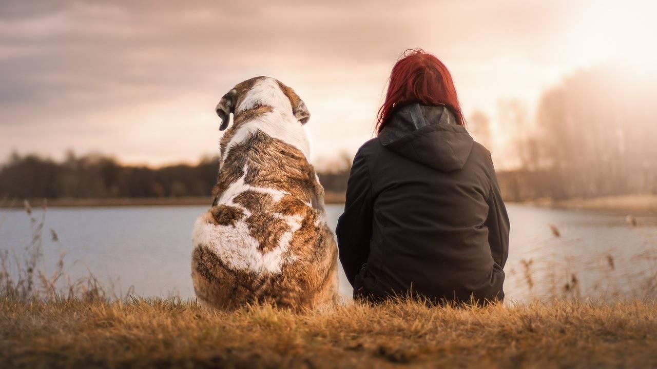 pet therapy animali