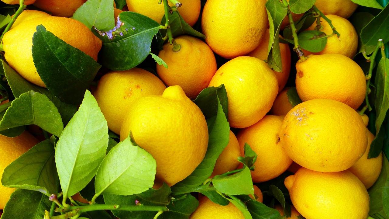 Limoni con foglie