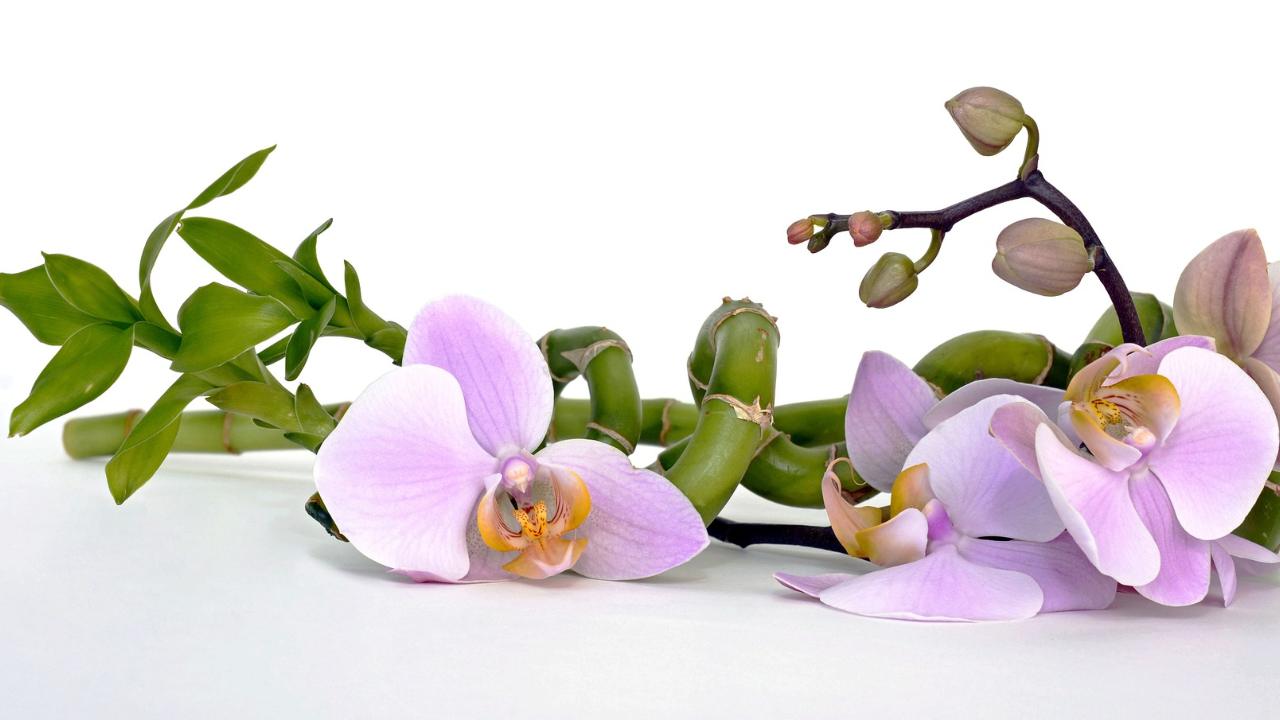 Orchidea