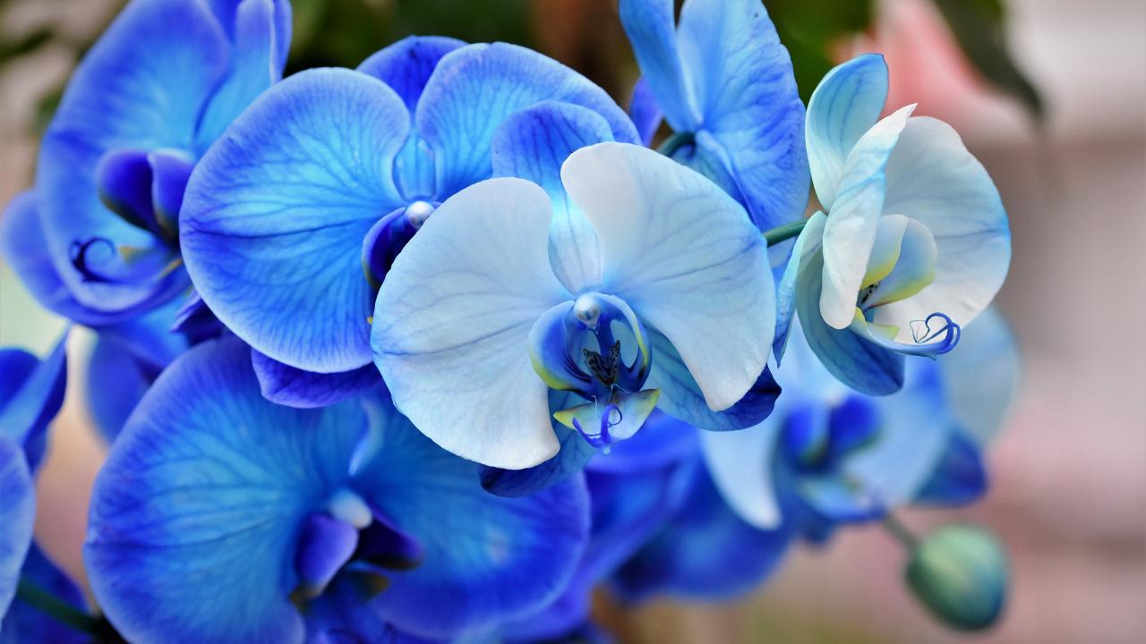 Orchidea blu