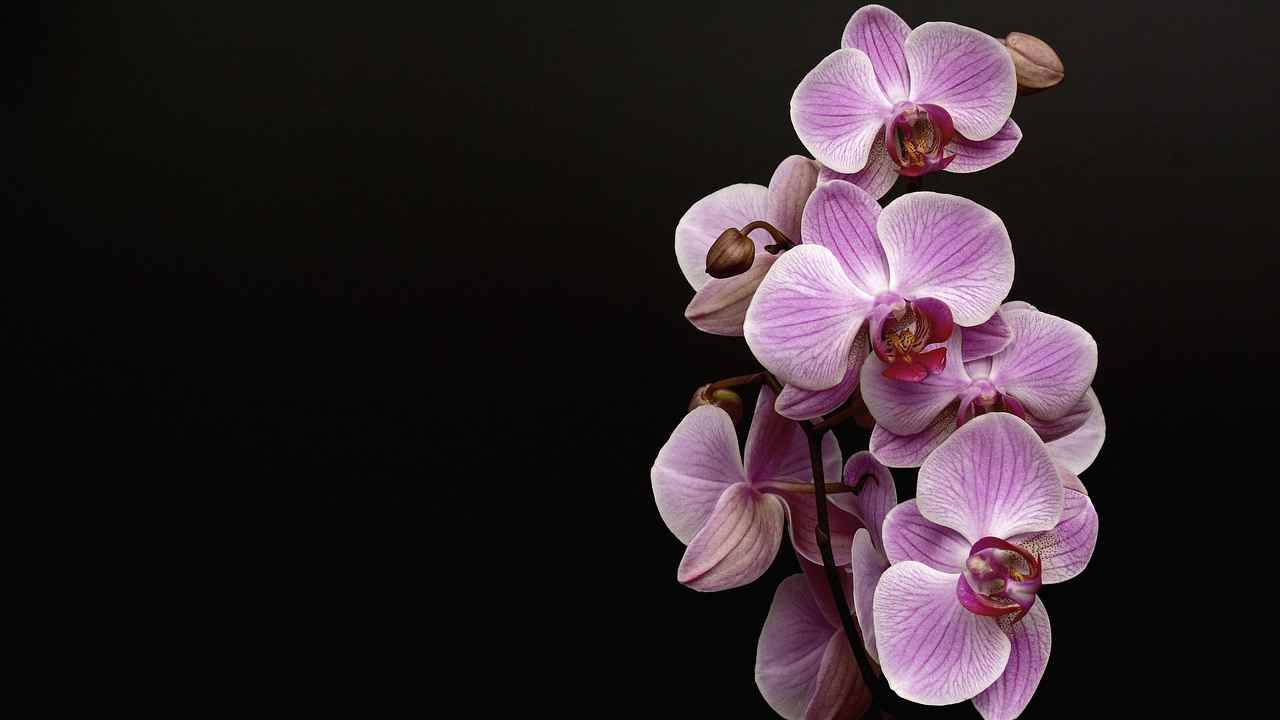 Orchidea lilla