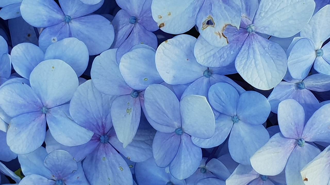 Ortensia blu fiori