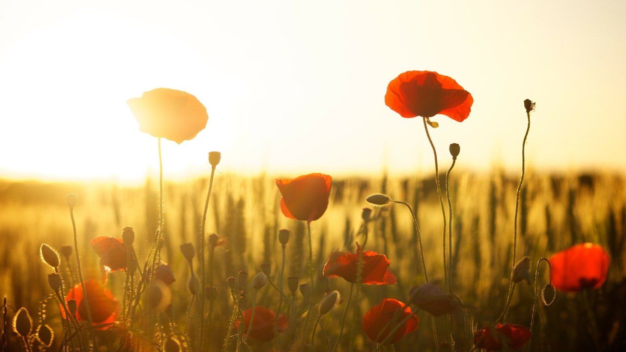 Marzo fiori papaveri quali coltivare