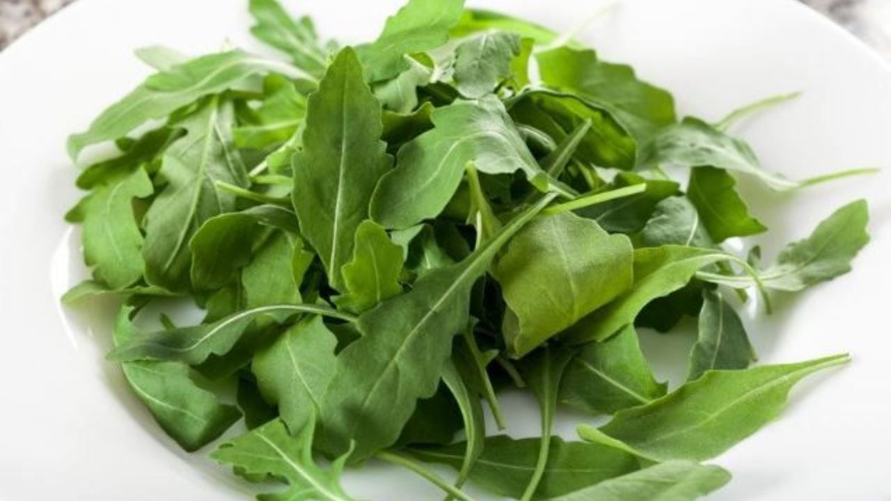 Rucola