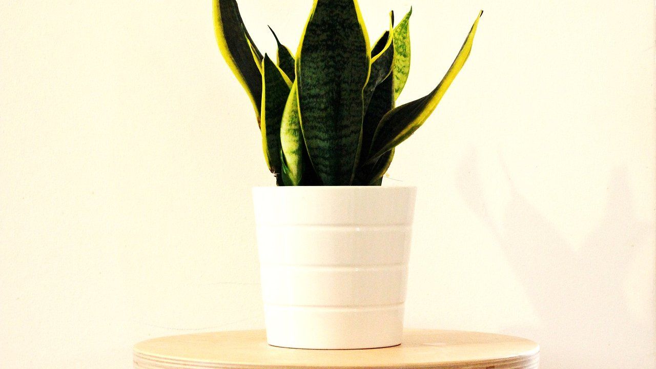 Sansevieria