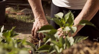 Il giardinaggio ed effetto collaterale: sporcarsi ha un significato ben preciso