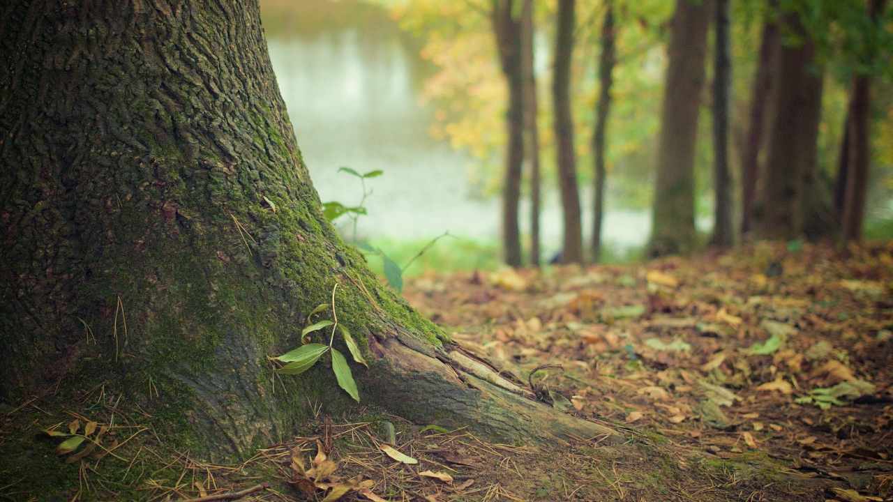 Tronco di albero