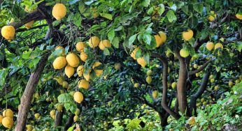 Albero di limoni che perde le foglie, cause e rimedi al problema