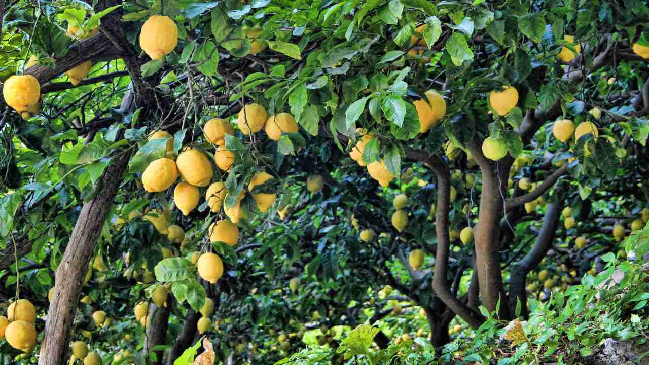 Albero di limoni che perde le foglie, cause e rimedi al problema