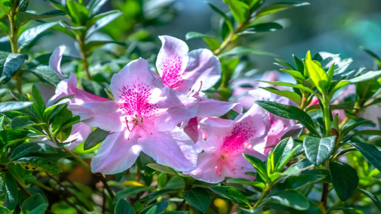 Piante d’appartamento, quali sono off-limits, azalea (pixabay)