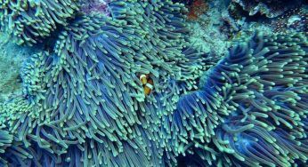 Barriera corallina, spettacolo indimenticabile. Le immagini lasciano a bocca aperta