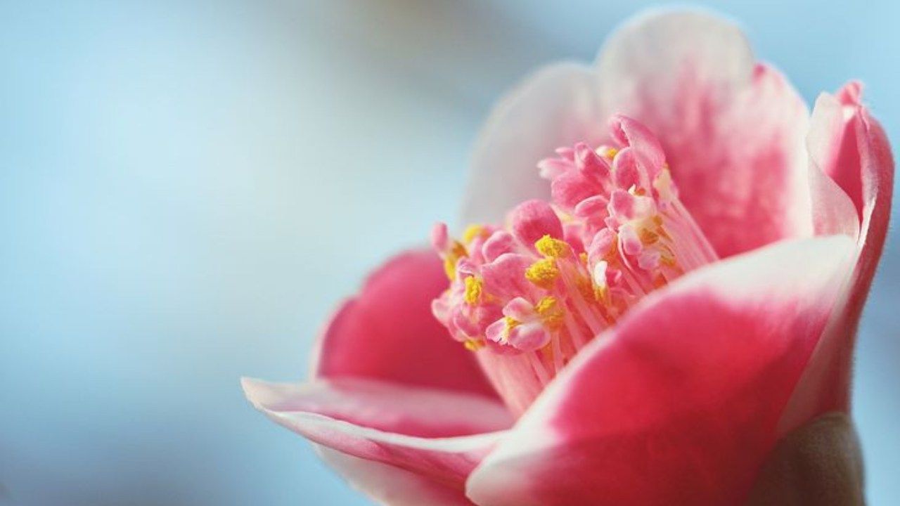 camelia rosa cielo pianta bellezza