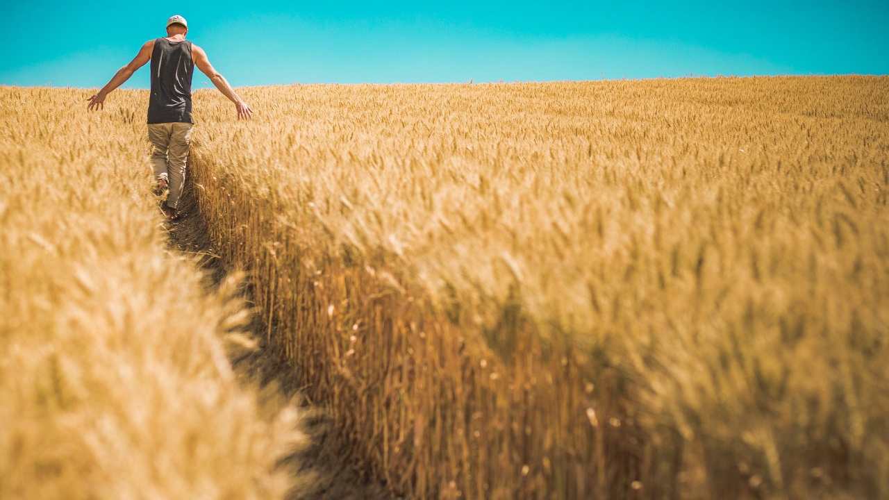 Uomo in campo di grano