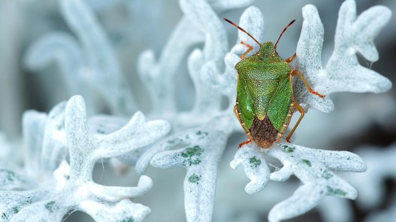 cimice in inverno