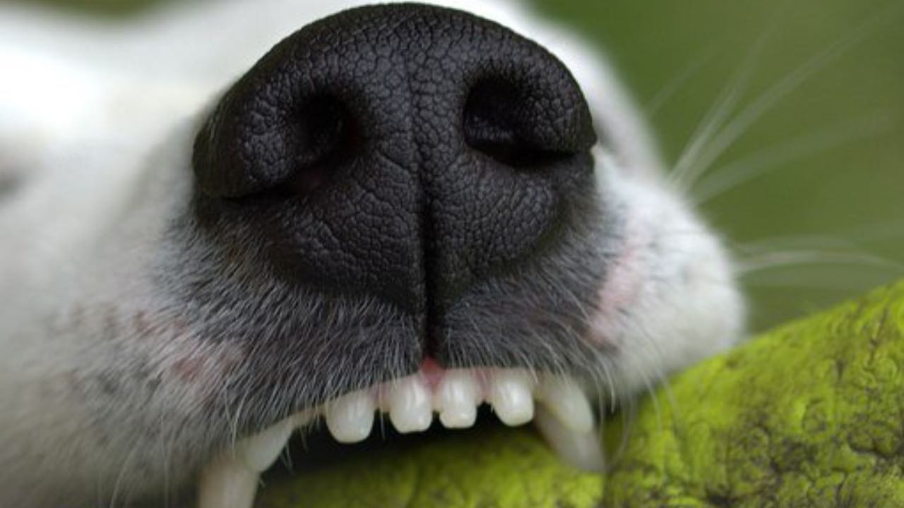 denti del cane