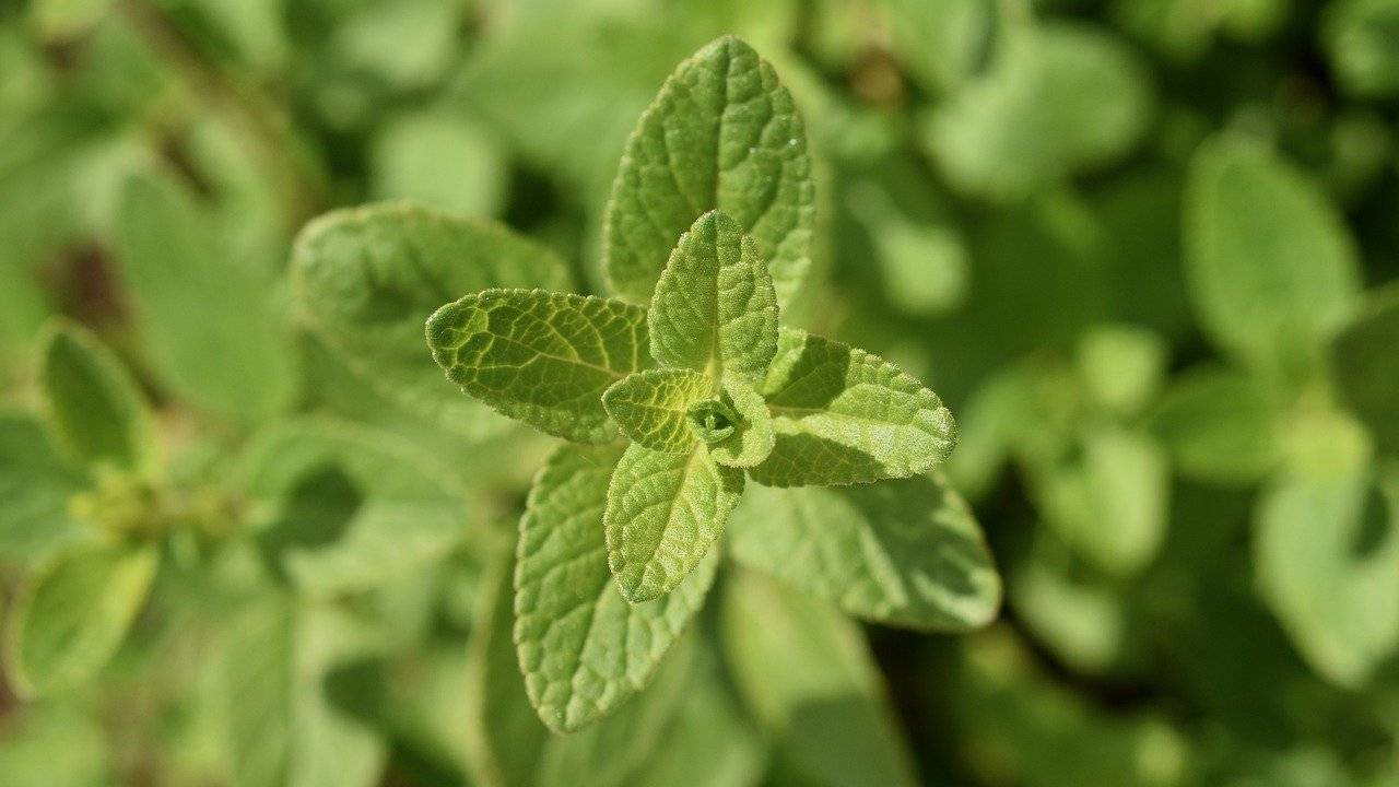 Salvia, per farla crescere in salute e rigogliosa, bisogna sapere come curarla