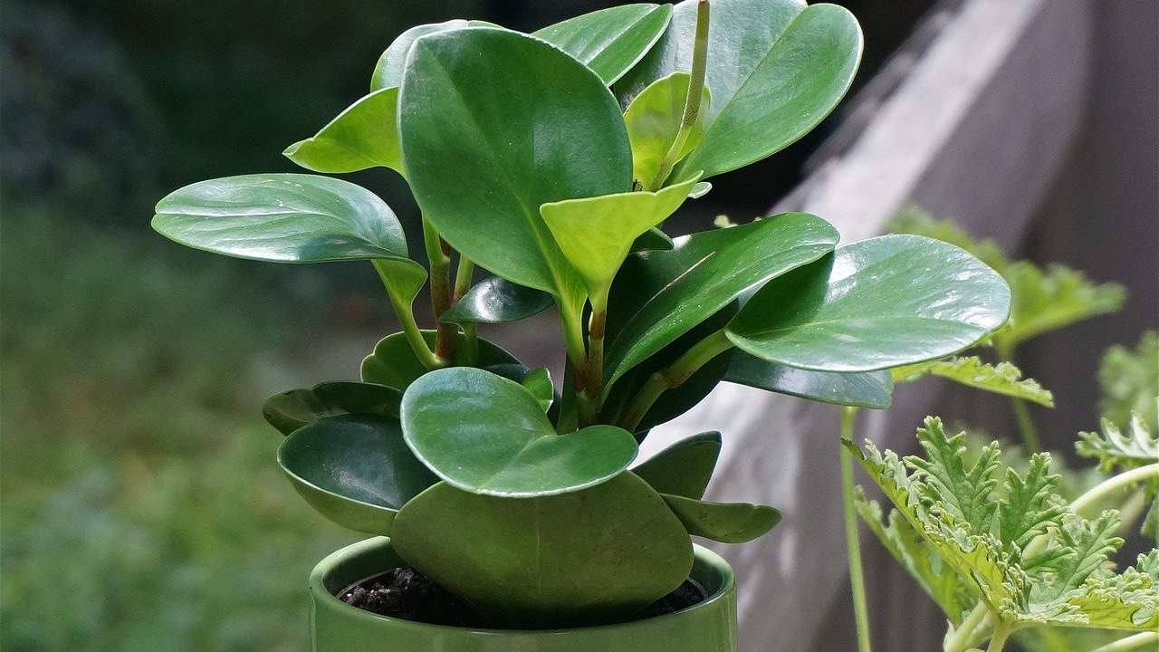 Pilea, è facile da gestire, è bella e negli ultimi tempi è la pianta più desiderata in casa