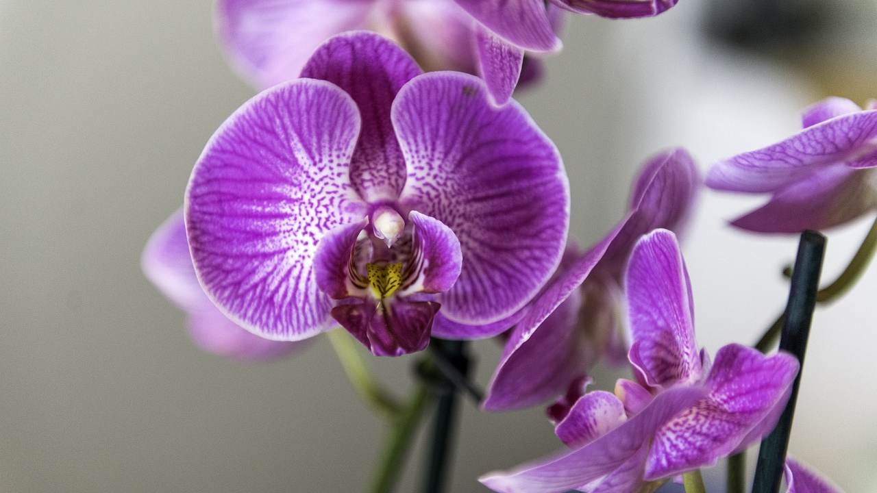 Le malattie dell'Orchidea