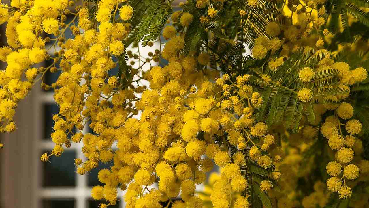 Mimosa, fioritura