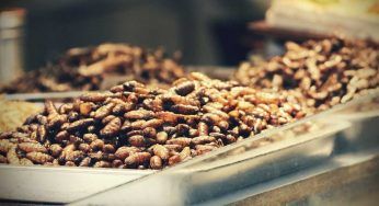Insetti, arriva il via libera: possono essere mangiati. Ma fanno davvero bene? Scopriamolo