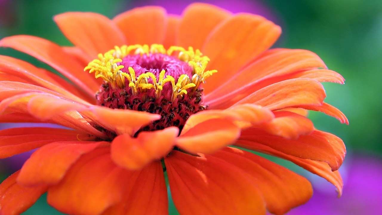 Zinnia, tra i fiori di febbraio