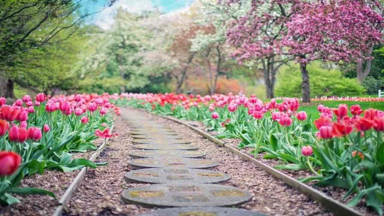 giardino fiori e piante