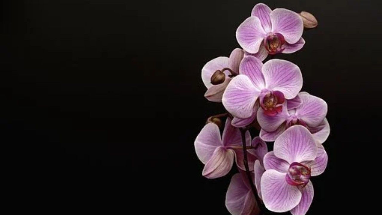 ORCHIDEA BIANCA E ROSA