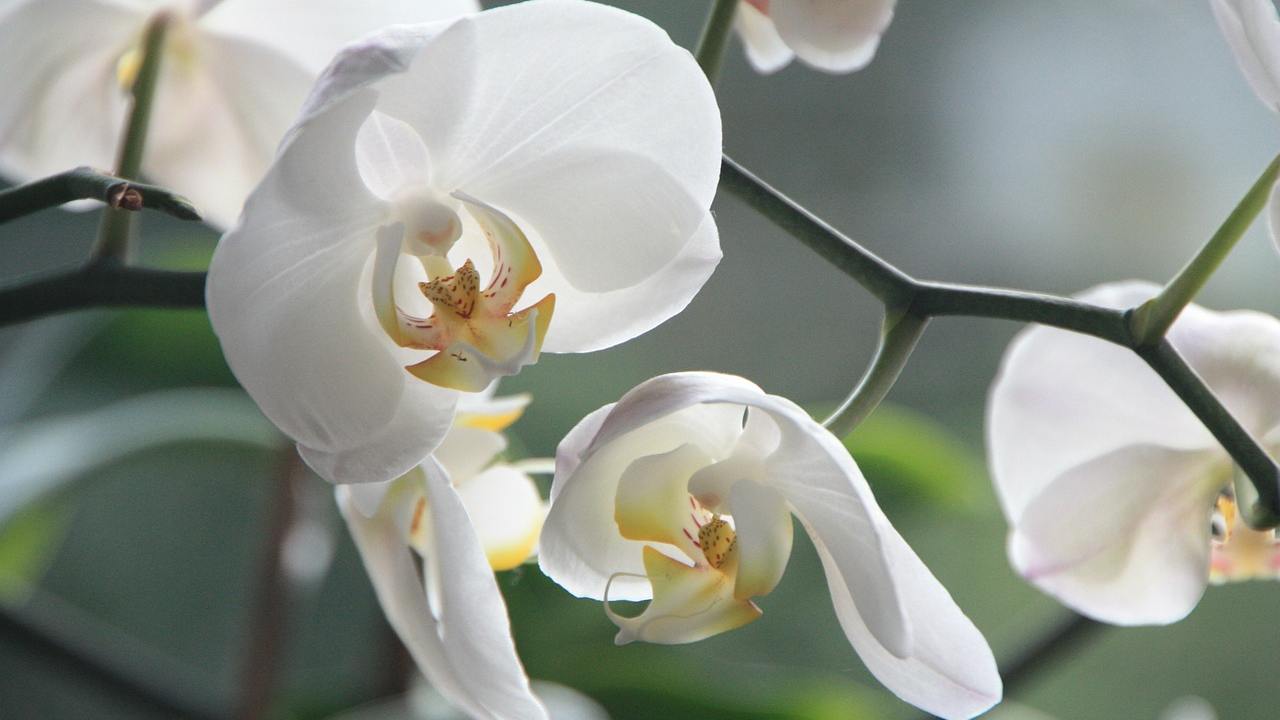 Orchidea sospesa, realizzala così (Pixabay)