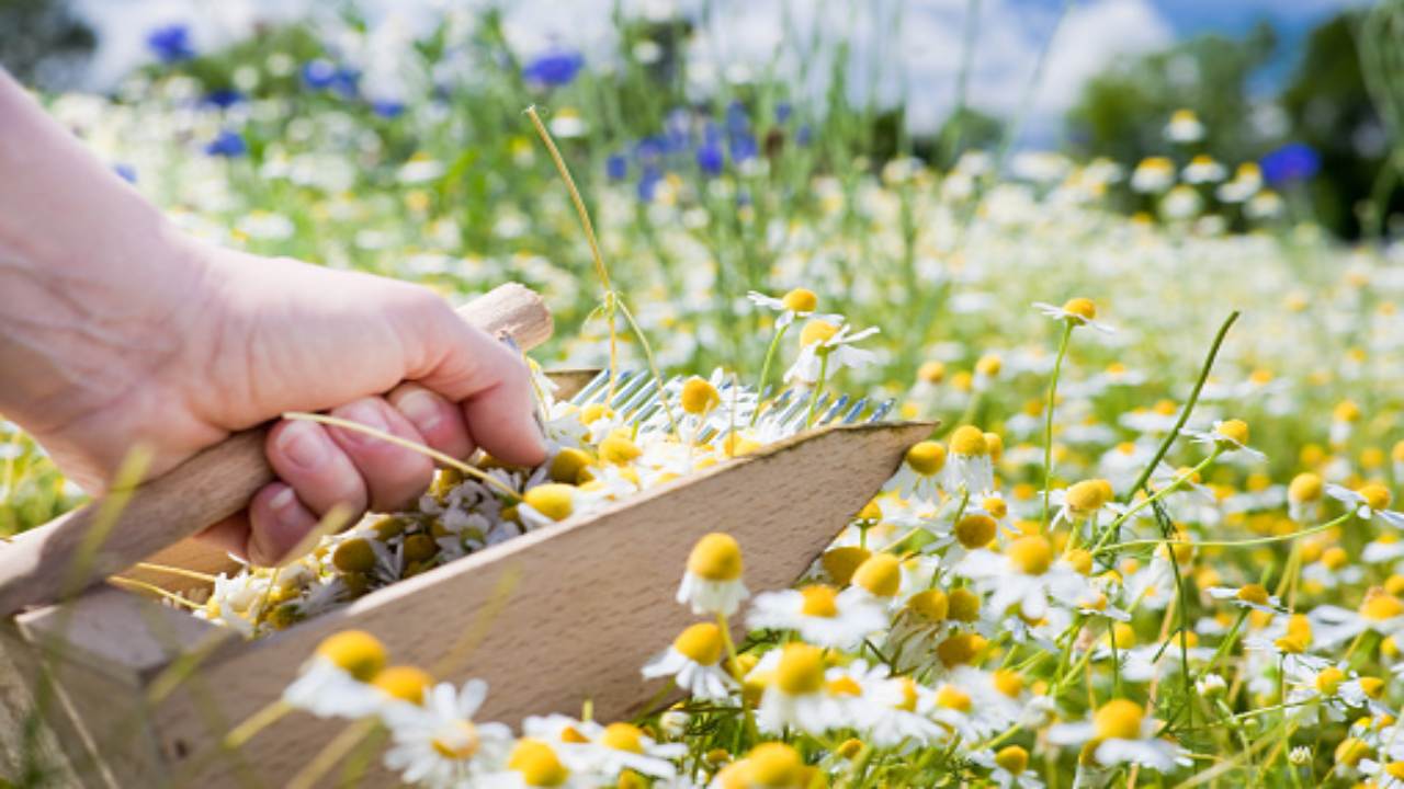 Giardinaggio di febbraio (pixabay)