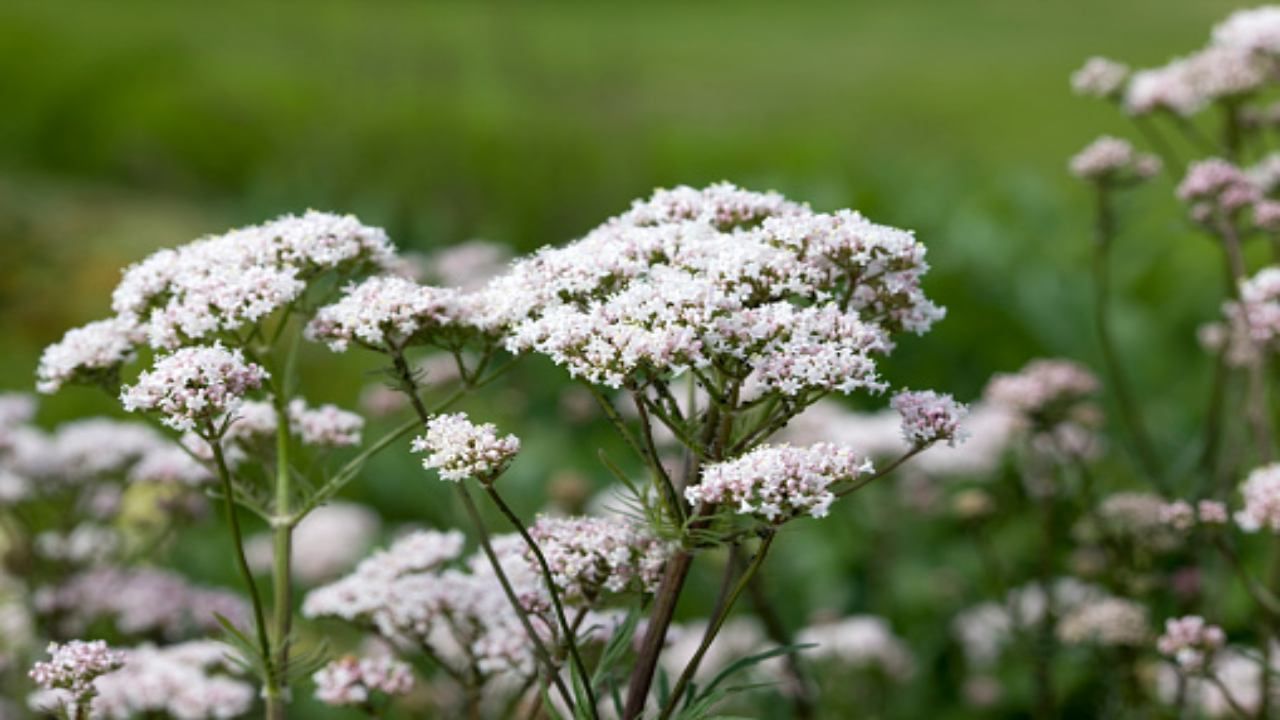 Valeriana, relax non solo per la mente (pixabay)